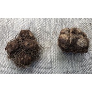 USA caladium bulb/tuber