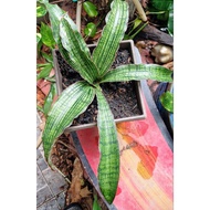 Sansavieria Cleopatra/lidah jin/lidah mak mertua/lidah buaya