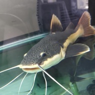 Red Tail Catfish/RTC size JUMBO