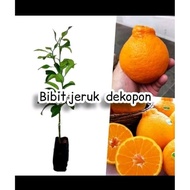 bibit jeruk dekopon super manis hasil okulasi tanaman jeruk dekopon