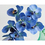 biji bibit benih bunga anggrek biru