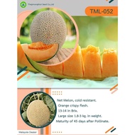 PREMIUM ROCK MELON TML-052 ( F1 HYBRID MELON SEED)