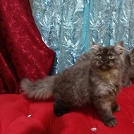 kucing persian x himalayan sealpoint