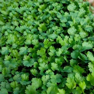 Coriander Seeds Coriander Seeds Vegetable Seeds Big Leaves Four Seasons Easy Planting Balcony Indoor