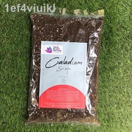 ✖☾♦Caladium Soil Mix (4L / 1.8KG)