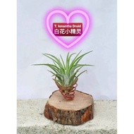 Air plant - Tillandsia Ionantha Druid