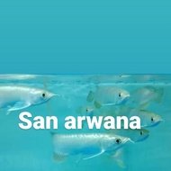 ikan arwana green pino green pino arwana