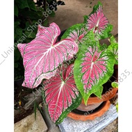 AAA - Thai Beauty Caladium /KELADI / Alocasia /Colocasia / Syngonium / live plant/ pokok hidup /home / Gardening