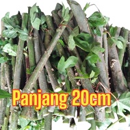 BIBIT SINGKONG PAPUA BERKUALITAS