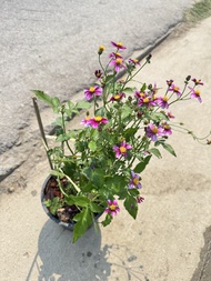 ต้นไบเดน  ดาวกระจายไต้หวัน (Bidens pilosa L. )