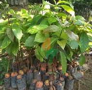Bibit Alpukat Seedling