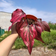 Happi Go Caladium Red Stone (Thailand) HN-7