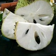 Bibit Sirsak Madu Jumbo 🌱 Buah Sirsak Yang Memiliki Ukuran Besar Dan Memiliki Rasa Manis Asam Yang M