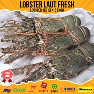 Lobster Laut Fresh - Lobster Segar Besar 1kg isi 4-5 Ekor Lobster