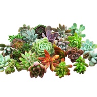 Hua Qin Succulent Novice Succulent Old Pile Bonsai Indoor and Outdoor Green Plant Flower Pot/Random Succulent10without B