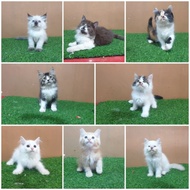 Jual Anakan Kucing Persia 2.5 bulan longhair Angora Anggora kitten