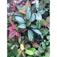 ☈Aglaonema Varieties / Budget Meal (Baby to Large Size)