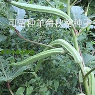 現貨  特價 小欣百貨  可留種羊角秋葵種子特長大秋葵超級大號長款秋葵種籽大田蔬菜種子
