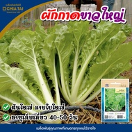 เมล็ดผักกาดขาวใหญ่ ตราเจียไต๋ CHINESE CABBAGE เมล็ดพันธุ์ผักกาดขาว เมล็ดผักกาดขาว เมล็ดพันธุ์ผัก เมล