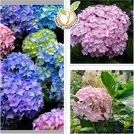 [Hot Selling] Pokok Bunga Kembang 3 bulan Thailand/ Pokok Zubaidah/ Live Plant Hydrangea Thailand #h
