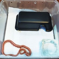 👍🏻READY STOCK👍🏻 Hardy Mini Reptile Snake Lizard Gecko Hide Box