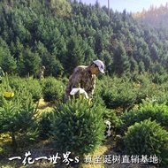 SF Spruce Spruce Christmas Tree Living Nobe Real Tree Christmas Tree Pine Potted Real Tree Norway Fr