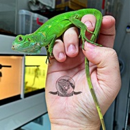 Viral Green Iguana Super Bukan Red Blue Albino Axanthic Tegu Panana Murah