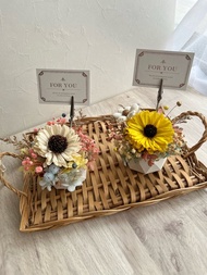 索拉花擴香小盆栽