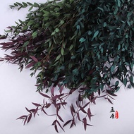 Immortal Fine Leaves Eucalyptus Nordic Style Immortal Fresh-Keeping Eucalyptus Leaves Beautiful Leav