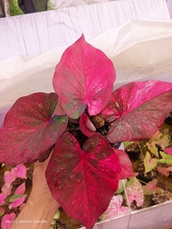 บอนสีมณีล้อมเพชร บอนสีแรร์ไอเทมในตำนาน