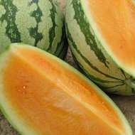 10 เมล็ด แตงโมไร้เมล็ด ผลไม้รสชาติหวาน กรอบ อร่อย Watermelon Seedless Seeds สายพันธุ์ Orange Crisp F1