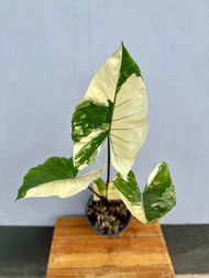 bibit bonggol alocasia macrorrhiza varigata black stem // bibit bonggol alocasia thailand // bibit b