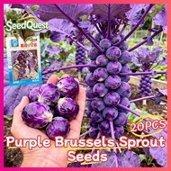 100% Legit 20pcs Fresh Purple Brussel Sprouts Seeds Organic Brussels Sprouts Vegetables Seeds Bonsai