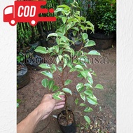 Bahan bonsai beringin benjamin varigata atau beringin putih
