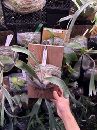 P. Veitchii Auburn River 鹿角蕨