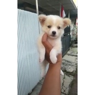 Anjing Mini Pom Anjing Mini Puppy Mini Pom MURAH