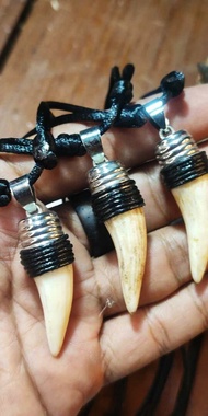 LIONTIN KALUNG TARING BUAYA DARAT