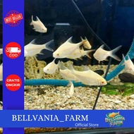 promo kaviat albino
