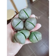 [Shop Malaysia] 29.4.21-bh Life Flower Oversized Empire Jade 2.5-3cm Lithops As
