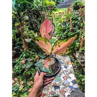 Aglaonema Varieties / Aglaonema