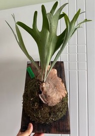  白普鹿角蕨 P. bifurcatum sp.white 🇯🇵