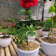 bunga mawar asli