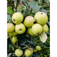 Apel Manalagi Manis Segar 1kg 12-15 Buah