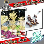 VARIGATED TALISAY SEEDS - TalisayTrove - Grow your own african Talisay trees with our premium Talisay seeds! Enjoy the shade, beauty, and benefits of this native Philippine tree.