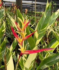 Berjaya Plant Nursery -  Heliconia Variegated/Lady Di Variegated(Pokok Bunga Hidup/Pokok Hiasan Luar Rumah/Outdoor Plant