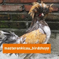 ayam Poland jambul khatulistiwa jantan dewasa mewah