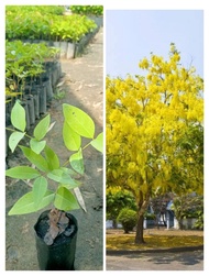 ต้นคูนเหลืองหรือต้นราชพฤกษ์ ไม้มงคล ดอกสีเหลืองสวยหอมติดดอกดก  ซื้อ 4 ต้นแถม 1 ต้น