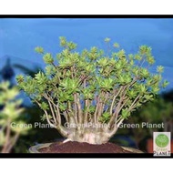 Adenium 富贵花  Arabicum Ka-Set (5/10 Seeds-Benih-种子). Thailand Origin (Ready stock in Msia). Bunga Kemboja