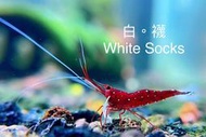 白襪蝦🦐 蘇拉威西蝦🦐正台產多代💯