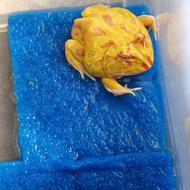 strawberry pacman frog albino